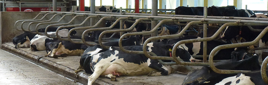 Czym kierować się przy wyborze przegród dla bydła?